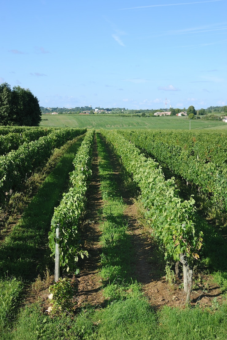 Photo vignoble en france