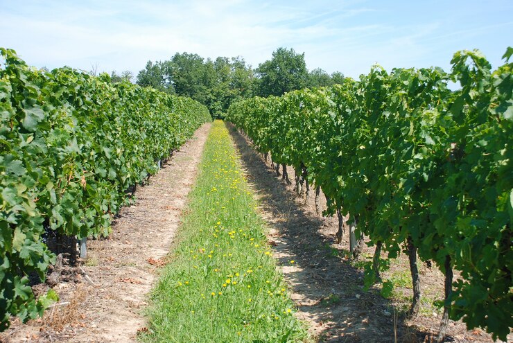 Photo vignoble en france