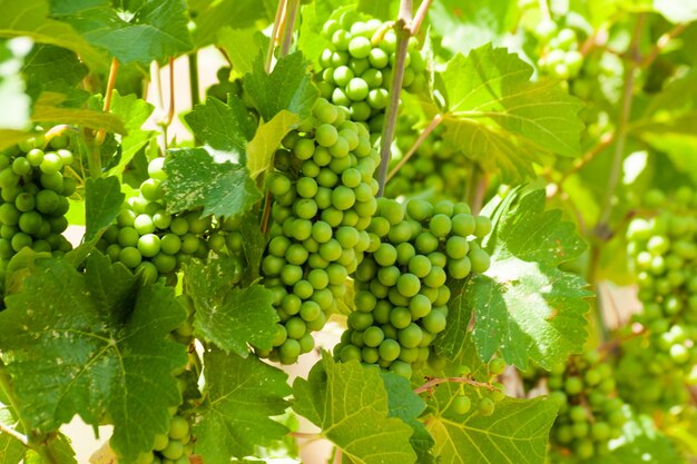 Vignoble local à Grand Junction, Colorado.