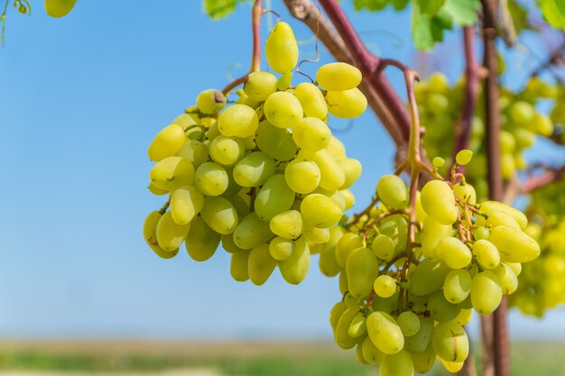 Vignoble à la lumière du soleil