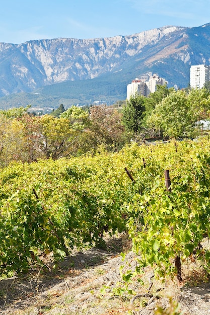 Vignoble à Massandra de la côte sud de la Crimée