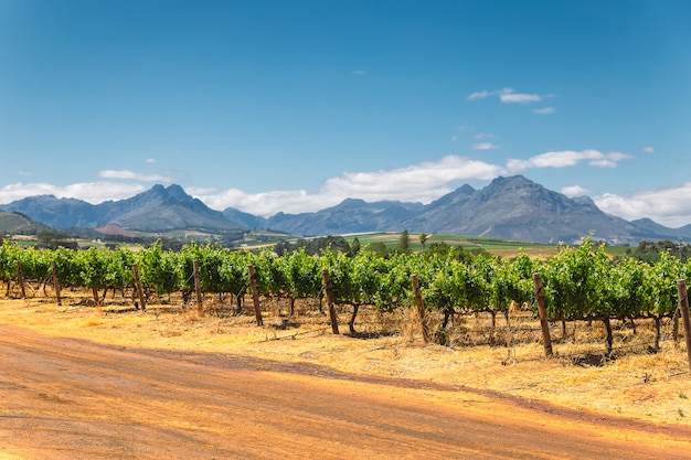 Vignoble et les montagnes de la ville de Franschhoek en Afrique du Sud