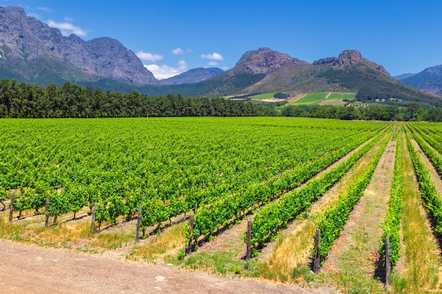 Vignoble et les montagnes de la ville de Franschhoek en Afrique du Sud