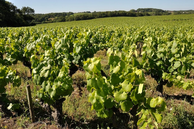 Le vignoble nantais à Saint Fiacre