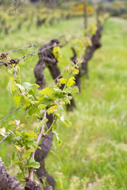 Photo vignoble à portigal