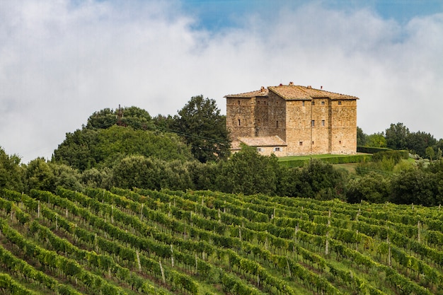 Vignoble près de Montalcino, Italie