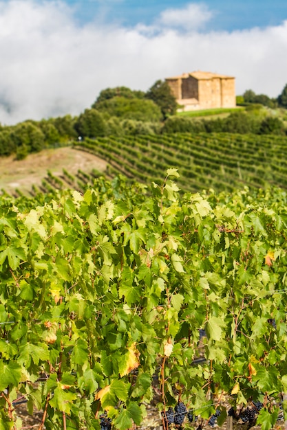 Vignoble près de Montalcino, Italie