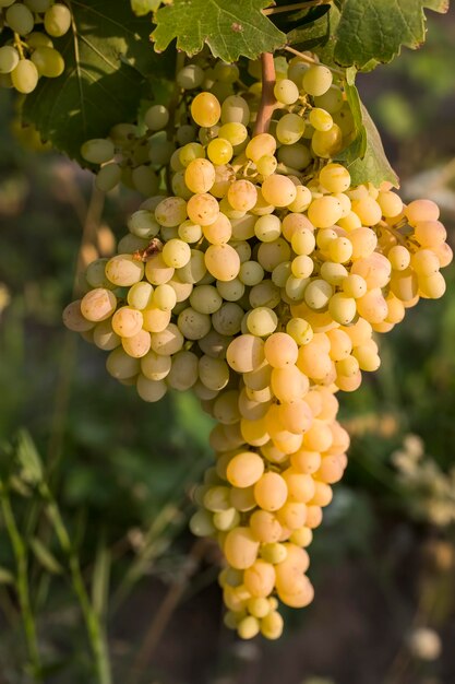 Le vignoble de raisins, l'agriculture (Turquie vignobles d'Izmir)