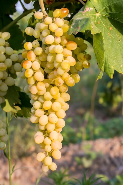 Le vignoble de raisins, l'agriculture (Turquie vignobles d'Izmir)