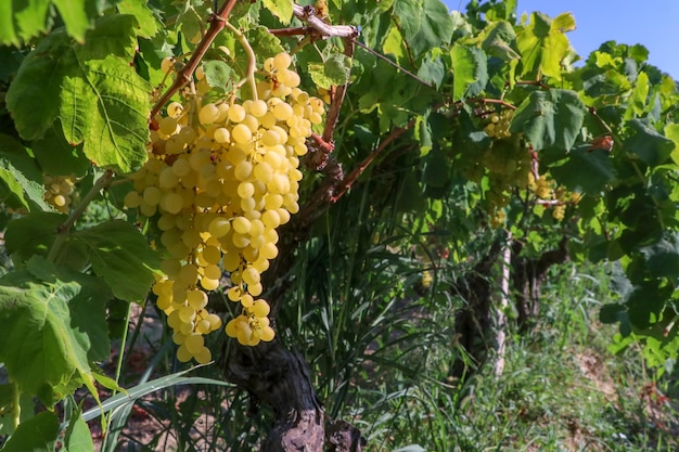 Vignoble de raisins, raisins Sultani, Izmir - Turquie