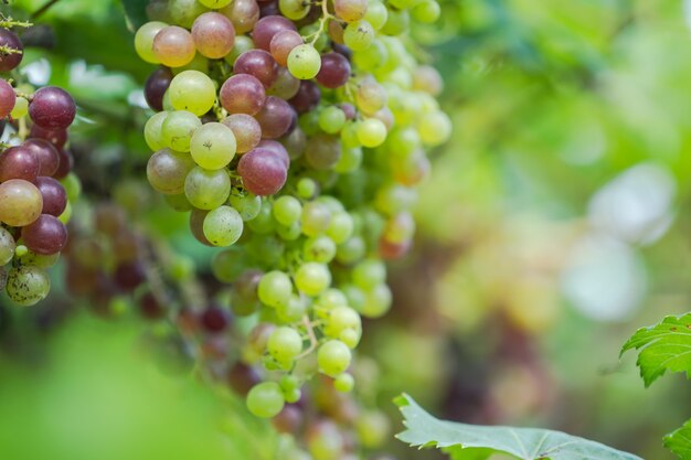 Vignoble de raisins de vin blanc dans la campagne