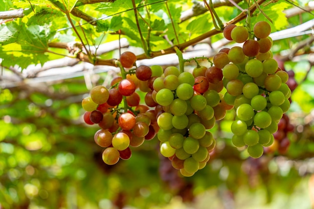 Vignoble rouge et vert au début du soleil avec des raisins bouffants récoltés chargés en attente vin rouge boisson nutritive dans la province de Ninh Thuan Vietnam