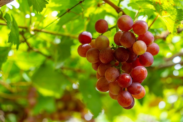 Vignoble rouge et vert au début du soleil avec des raisins bouffants récoltés chargés en attente vin rouge boisson nutritive dans la province de Ninh Thuan Vietnam