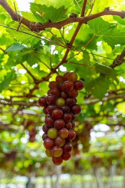 Vignoble rouge et vert au début du soleil avec des raisins bouffants récoltés chargés en attente vin rouge boisson nutritive dans la province de Ninh Thuan Vietnam