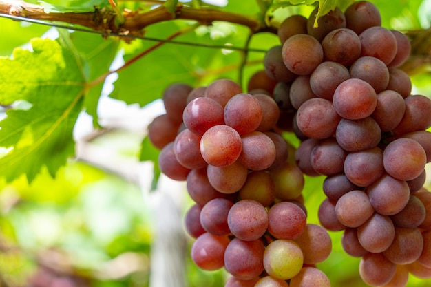 Vignoble rouge et vert au début du soleil avec des raisins bouffants récoltés chargés en attente vin rouge boisson nutritive dans la province de Ninh Thuan Vietnam