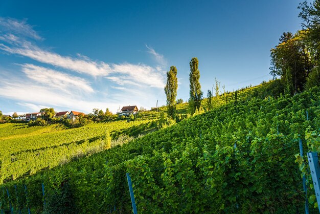 Vignoble de la Styrie en Toscane à l'automne près de Weingut Regele à Ewitsch