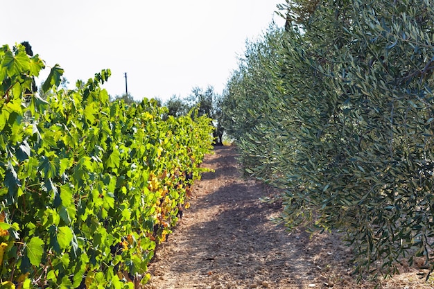 Un vignoble toscan avec des raisins rouges prêts à la récolte