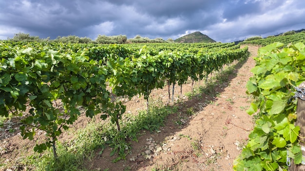 Vignoble vert dans la région de l'Etna en Sicile