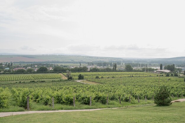 Vignoble vert d'été en journée nuageuse