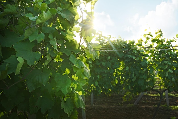 Vignoble vert sur plantation