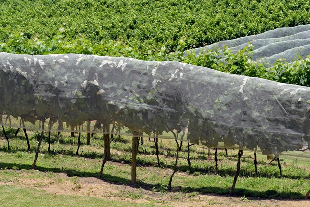 Vignoble avec des vignes couvertes de filet