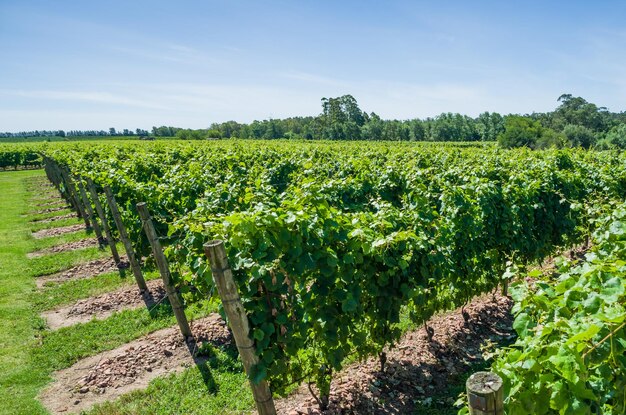 Un vignoble avec des vignes vertes en arrière-plan