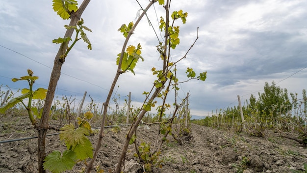 Le vignoble en zone rurale Asie centrale