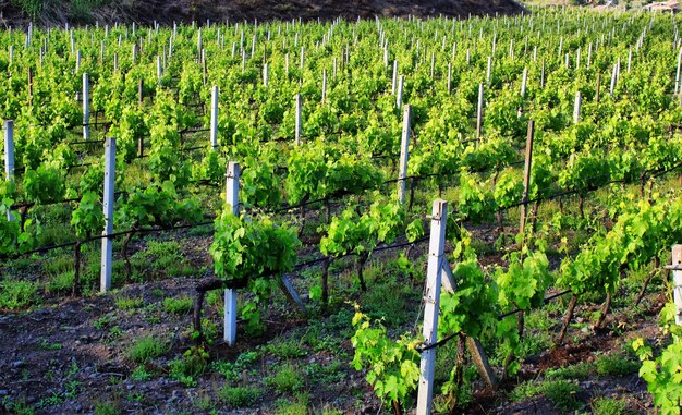 Photo le vignoble