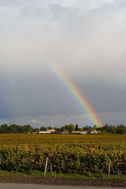 Vignoble