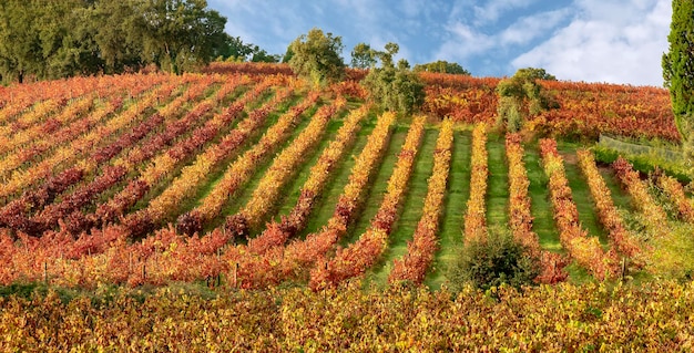 Vignobles après vendanges