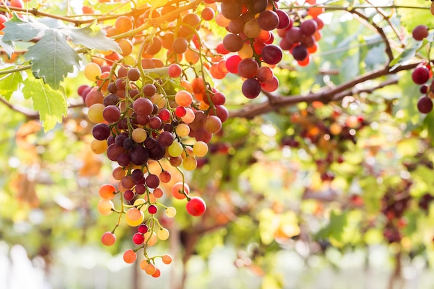 Vignobles au coucher du soleil dans la récolte d'automne. Raisins mûrs en automne.