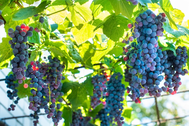 Vignobles au coucher du soleil en récolte d'automne. Raisins mûrs à l'automne. grappes mûres bleues. rayons du soleil couchant au coucher du soleil