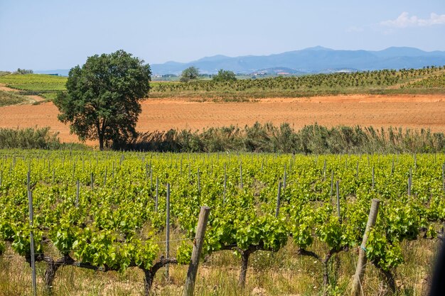 Photo vignobles au printemps dans la région viticole des subirats dans la province de barcelone