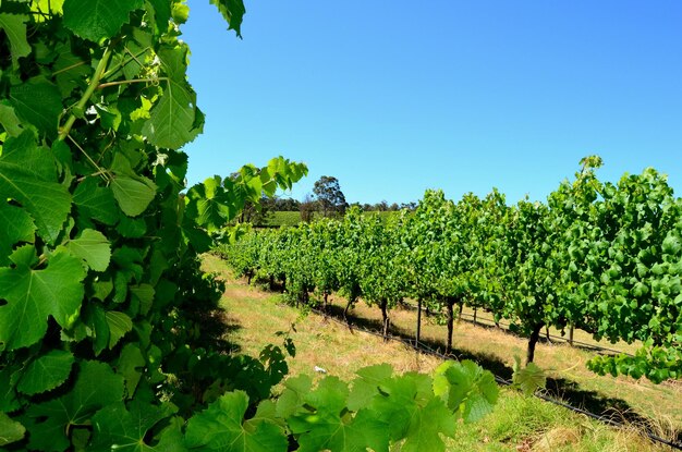 Photo vignobles australiens