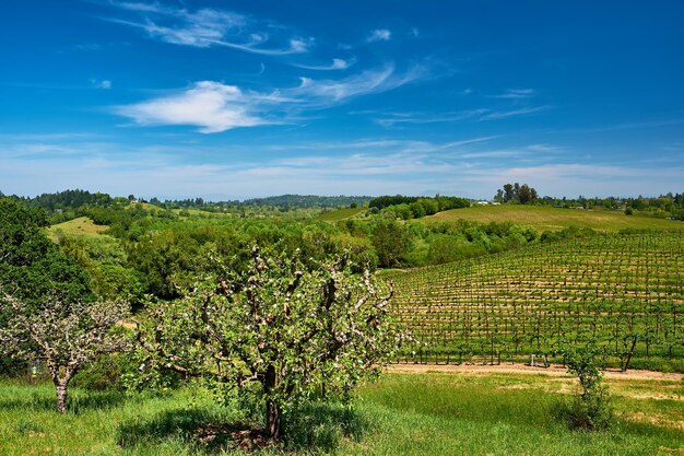 Vignobles en Californie USA