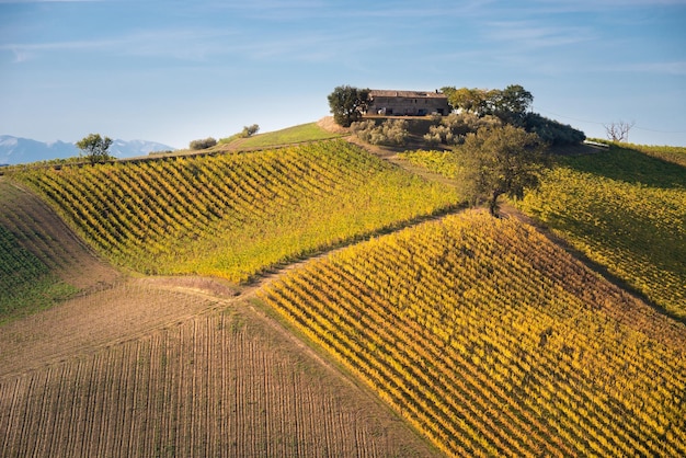 Vignobles et cave parmi le paysage rural de collines