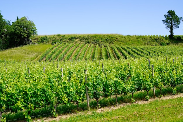 Vignobles de colline à Saint Emilion vin de Bordeaux français