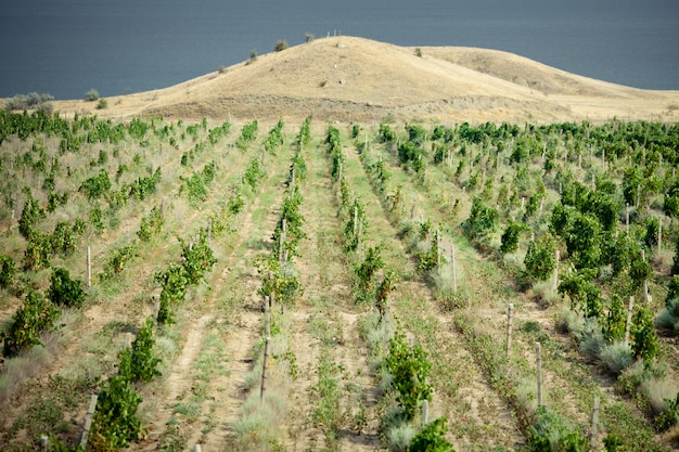 Vignobles en Crimée