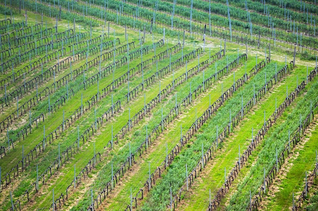 Vignobles dans les collines de la Toscane au printemps close-up, Italie