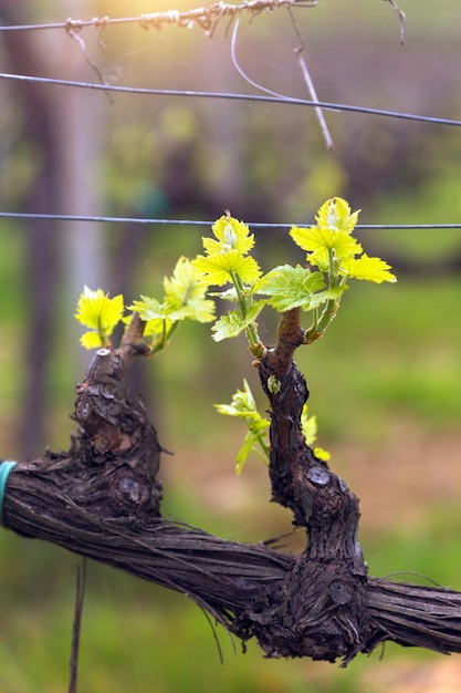 Vignobles dans les collines de la Toscane