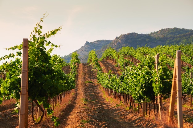 Vignobles dans les montagnes. Beau paysage d'été. Mise au point sélective. Crimée, Russie