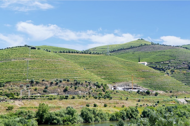 Vignobles dans la vallée du Douro