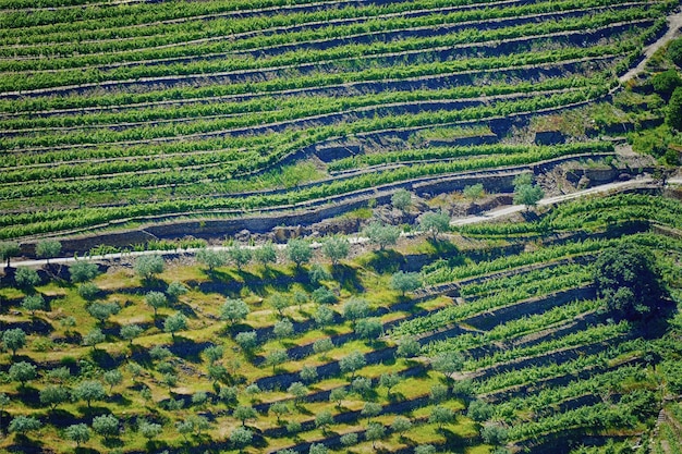 Vignobles dans la vallée du Douro