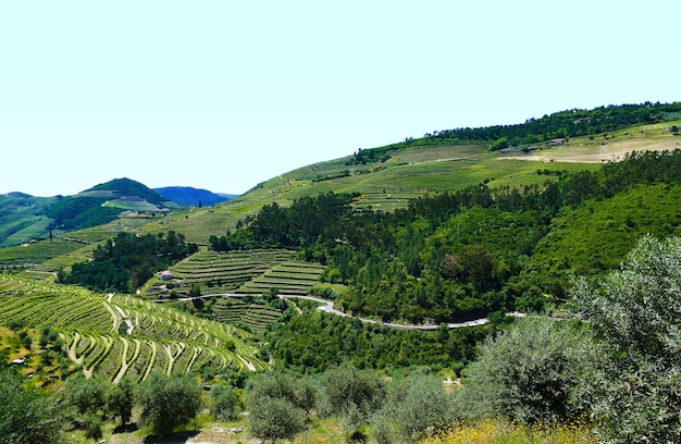 Vignobles dans la vallée du fleuve Douro