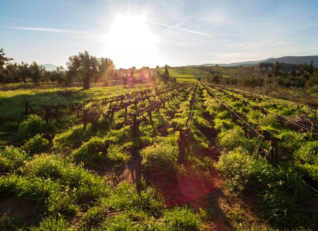 Vignobles dans le village grec de l'île d'Eubée au printemps au coucher du soleil
