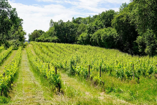 Vignobles en été à Saint-Emilion Patrimoine Mondial de l'UNESCO