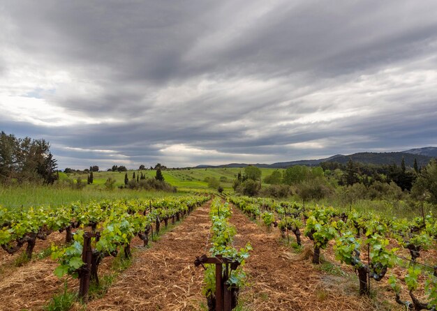 Vignobles sur fond de forêts et de montagnes avec une route de campagne sur l'île en Grèce