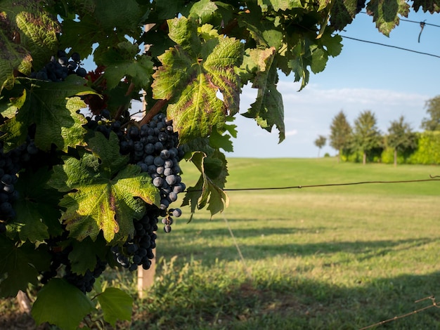 Photo vignobles en gros plan dans une vigne