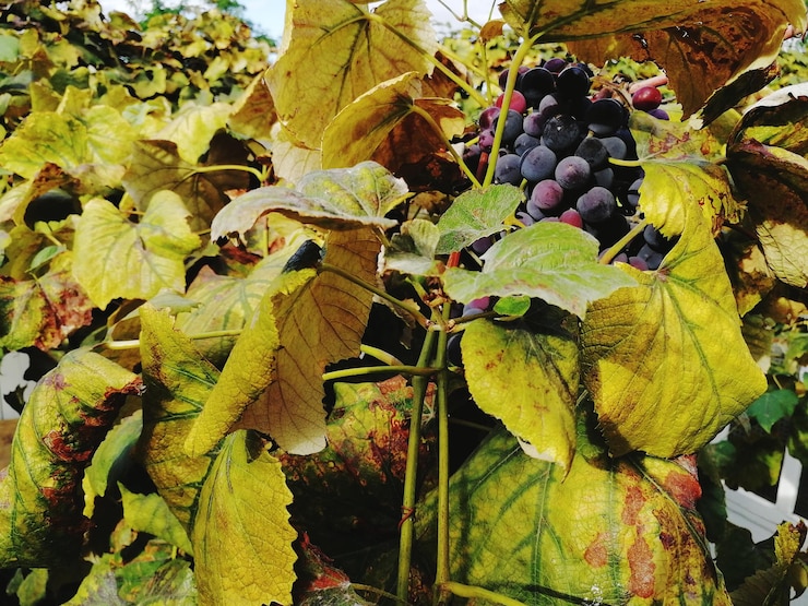 Photo vignobles en gros plan dans une vigne