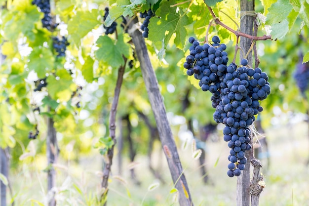Vignobles en gros plan dans une vigne